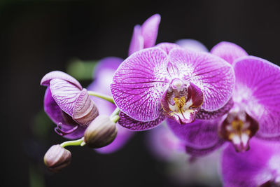 Close-up of purple orchid blooming outdoors