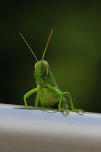 Close-up of grasshopper on leaf