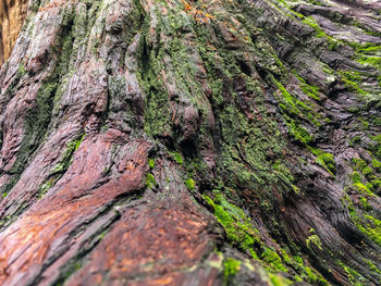 Close-up of moss growing on tree trunk