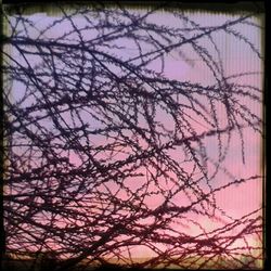 Low angle view of bare trees against sky