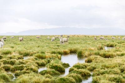 Llamas eating grass in the altiplano bolivia chile south america travel wildlife animals