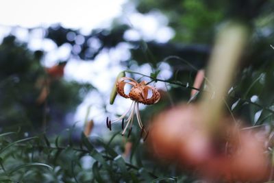 Close-up of insect pollinating flower