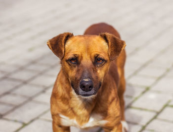 Close-up portrait of dog