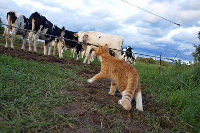View of a horse on field