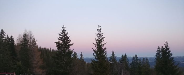 Trees in forest against clear sky