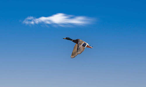 flying