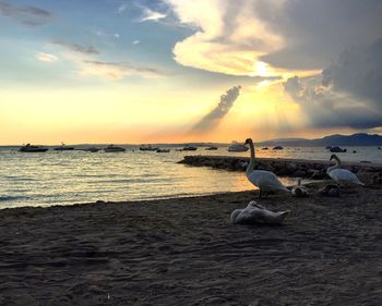 Scenic view of sunset over sea