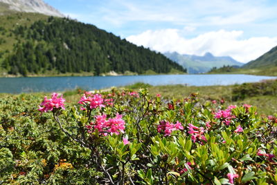 Pink flowering plants by mountains against sky