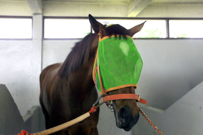 Horse in window