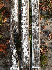 High angle view of moss on tree trunk