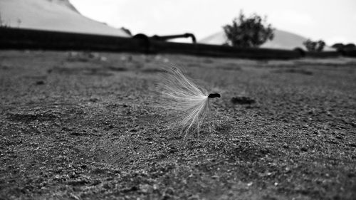 Close-up of lizard on field against sky