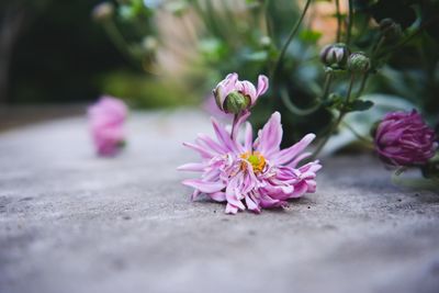 Close-up of pink flowering plant