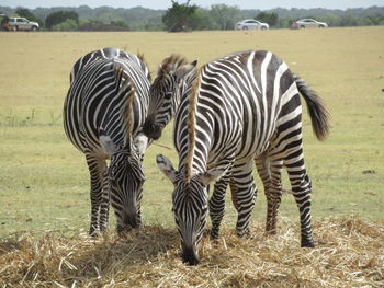 Zebras in a field