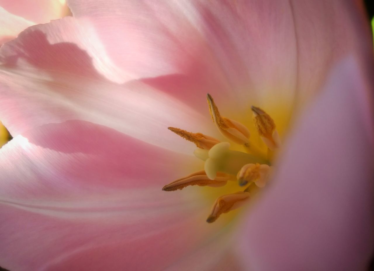 FULL FRAME SHOT OF PINK FLOWER