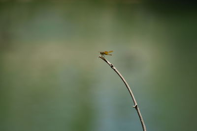 Close-up of insect on plant