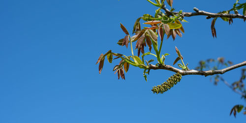 Walnut tree branch wit flowers and shoots in spring