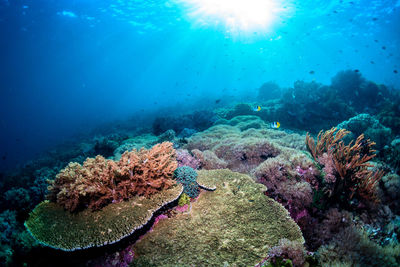 View of coral in sea