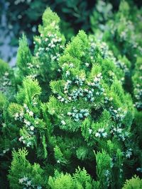 Close-up of fresh green plant