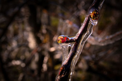 Close-up of icicles on branch