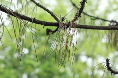 Close-up of tree needles