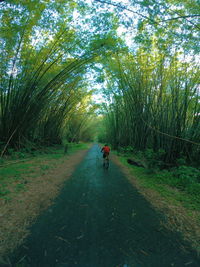 Rear view of people walking on road amidst trees