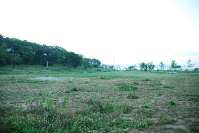 Scenic view of field against clear sky