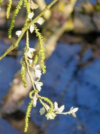 Close-up of flowers against blurred background