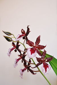 Close-up of flower over white background