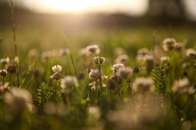 Close-up of dandelion growing in field