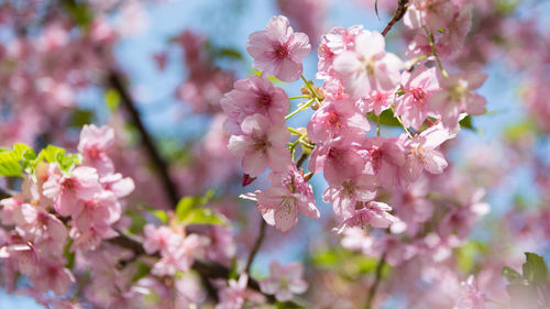 Close-up of pink cherry blossoms in spring