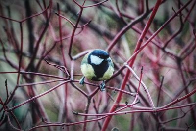 Close-up of bird perching on branch