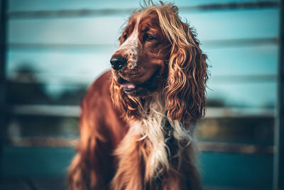 Close-up of dog looking away