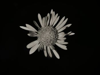 Close-up of flower over black background