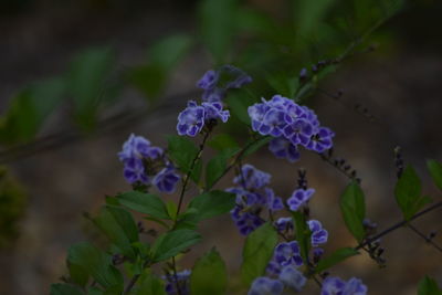 Close-up of purple flowers