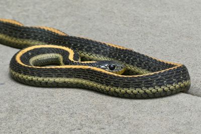 Close-up of snake on the road