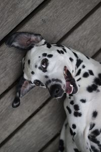 Close-up of dalmatian