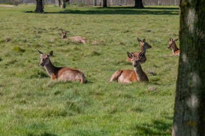 Deer in a field