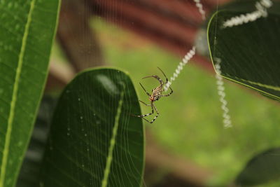 Close up shot of spider build / making the spider web on the leafs on the garden / green background