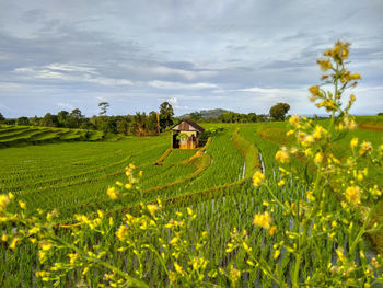 Scenic view of agricultural field against sky