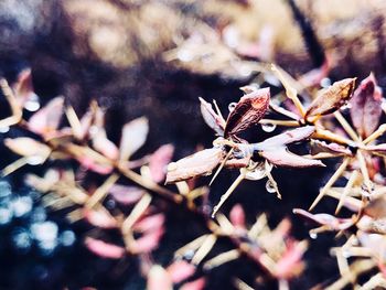 Close-up of butterfly on plant
