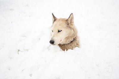 Dog on snow covered field