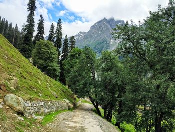 Scenic view of forest against sky