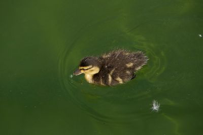 High angle view of turtle in water