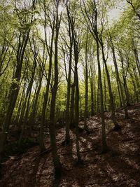 Trees in forest