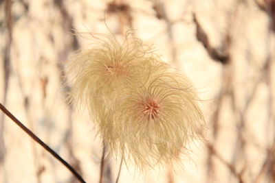 Close-up of dandelion flower