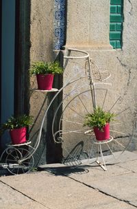 Potted plants outside house