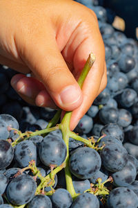 Close-up of hand holding fruit