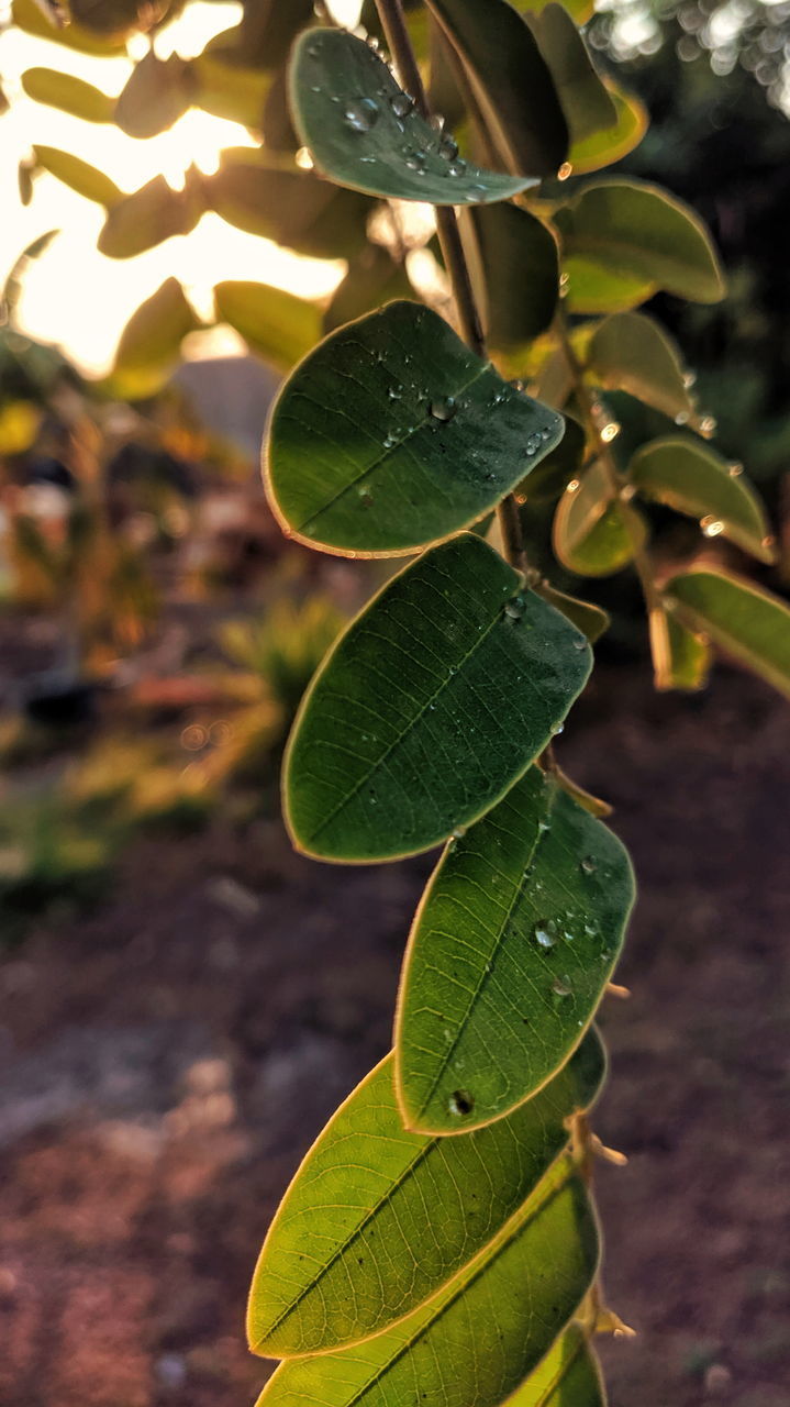 HIGH ANGLE VIEW OF FRESH GREEN LEAVES ON PLANT