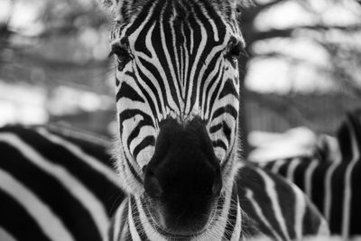 Close-up portrait of zebra