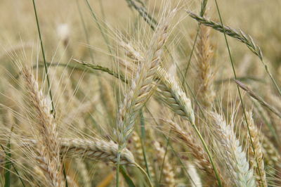 Close-up of wheat growing on field